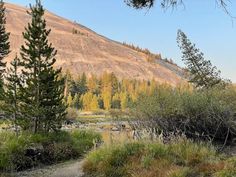 there is a trail going through the woods with mountains in the backgrouds