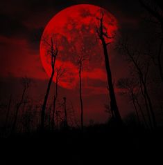 the sun is setting behind some trees in the dark forest with red light on it