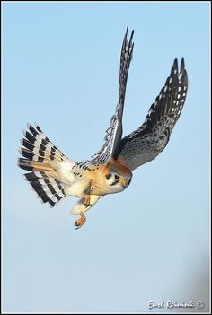 a bird flying through the air with its wings spread