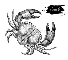 an ink drawing of a crab with the word crab on it's back and its claws