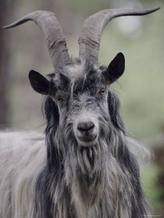 a goat with long horns standing in the grass