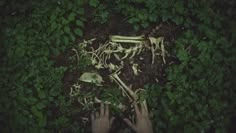 two hands are reaching for the remains of a tree in the ground, with leaves and grass around them