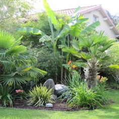 the garden is full of tropical plants and trees