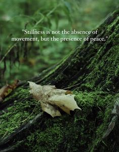 a leaf laying on top of a moss covered tree trunk with a quote about stillness