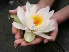 a person holding a white flower in their hands