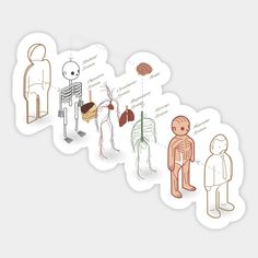 four stickers depicting different types of human body parts and their functions in the body