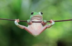 a frog is hanging upside down on a rope