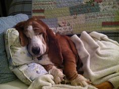 a basset hound laying on top of a bed covered in blankets