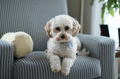 a small white dog sitting on top of a blue chair