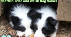 two black and white puppies eating food off the ground with caption scottish, irish and welsh dog names