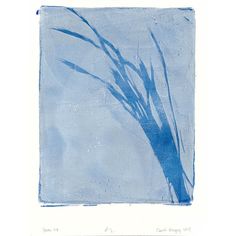 a drawing of some blue flowers on a white background with the shadow of a plant