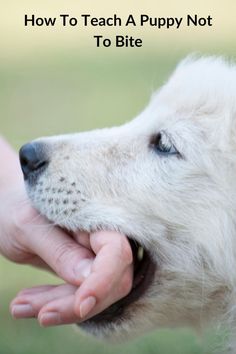 how to teach a puppy not to bite Puppy Training Biting, Dog Paw Balm, Dog Paw Pads, Puppy Biting, Basic Dog Training, Puppy Chewing, Puppy Training Tips, Best Puppies