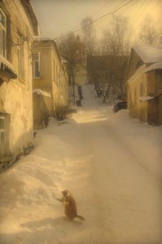 a dog sitting in the middle of a snow covered street next to houses and trees