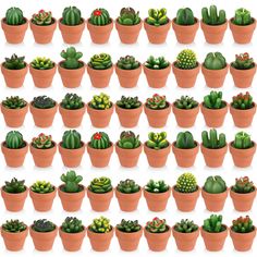 many different kinds of cactus in pots on a white background with clippings for text