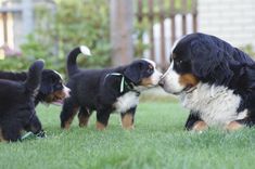 three puppies playing with each other in the grass