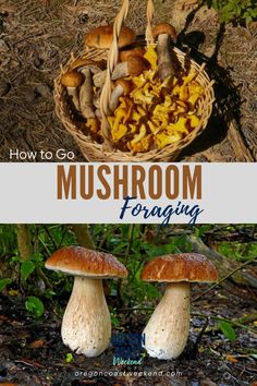 Learn how to go wild mushroom foraging in the PNW including edible mushrooms to look for and some to avoid. #mushroomforaging #wildfood #fallforaging Foraging Tips, Summer Mushroom, Foraging Mushrooms, Fungi Recipe, Wild Mushroom Recipes, Edible Wild Mushrooms, Mushroom Foraging, Regrow Vegetables, Porcini Mushroom