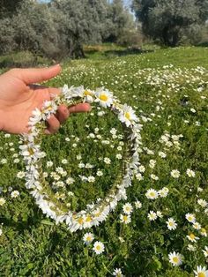 a hand is holding daisies in the middle of a field