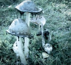 three mushrooms that are sitting in the grass