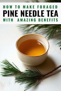 pine needle tea with amazing benefits