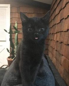 a black cat sitting on top of a couch next to a cactus potted in front of a wooden wall