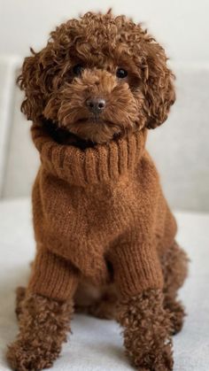 a small brown dog wearing a sweater