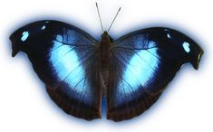 a blue and black butterfly on a white background