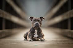 a brown and white dog sitting on top of a wooden floor next to a bridge