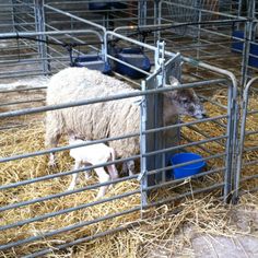 two sheep are standing in their pens with hay on the floor and one is eating from a blue bowl