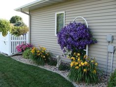 purple and yellow flowers are growing in front of a white fenced yard with a house