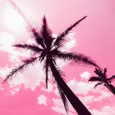 two palm trees against a pink sky with clouds