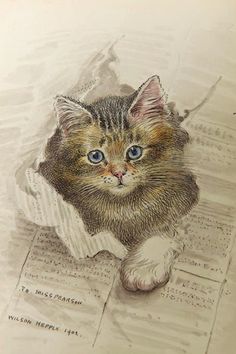 a drawing of a kitten sitting on top of a sheet of paper