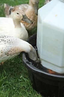 ducks are drinking milk from a container in the grass