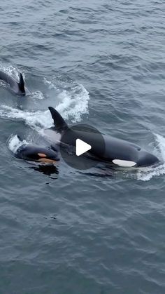 two orca whales swimming in the ocean