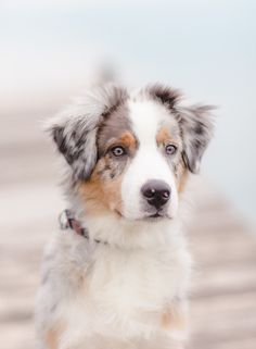 a close up of a dog looking at the camera