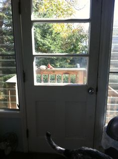 a cat is looking out the front door at an outside area with trees and bushes