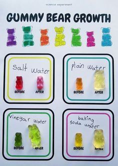 gummy bear growth chart with four bears on it and the words gummy bear growth