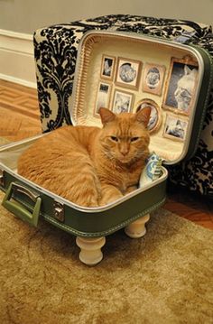 an orange cat sitting in a suitcase on the floor