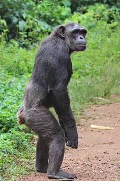 a chimpan standing on its hind legs in the middle of a dirt road