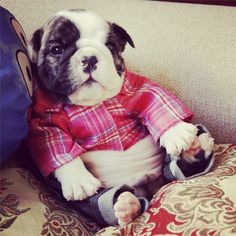 a small dog sitting on top of a couch