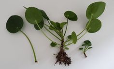 some green leaves and roots on a white surface