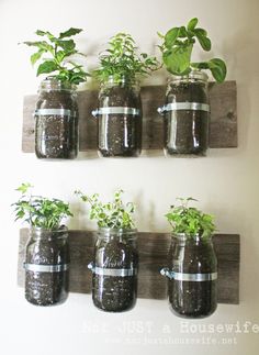 several mason jars with plants in them mounted on a wall