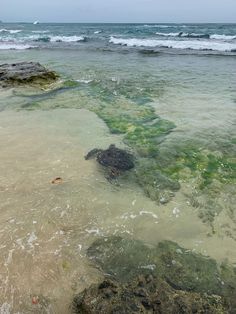 a turtle swimming in oahu hawaii Honolulu Hawaii Aesthetic City, Hawaii Farm, Island Aesthetic Tropical, University Of Hawaii Aesthetic, Uh Manoa, Tropical Island Aesthetic, Hawaii Astethic, University Of Hawaii At Manoa, University Of Hawaii