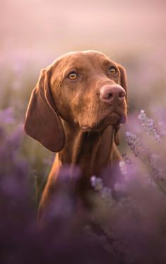 a dog that is standing in the grass with its head turned to look at something