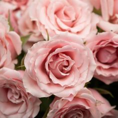 pink roses are arranged together in a bouquet