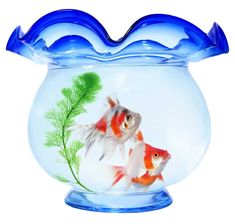 two goldfish in a fish bowl with water