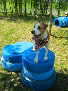 a small dog standing on top of some blue frisbees