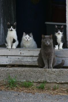 three cats are sitting in the window sill