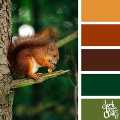 a squirrel sitting on top of a tree branch next to a forest color palette swat list