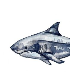 a watercolor painting of a shark on a white background with blue and gray colors