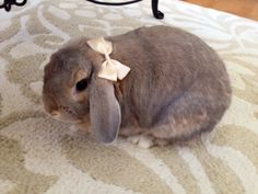 a small rabbit with a bow on its head